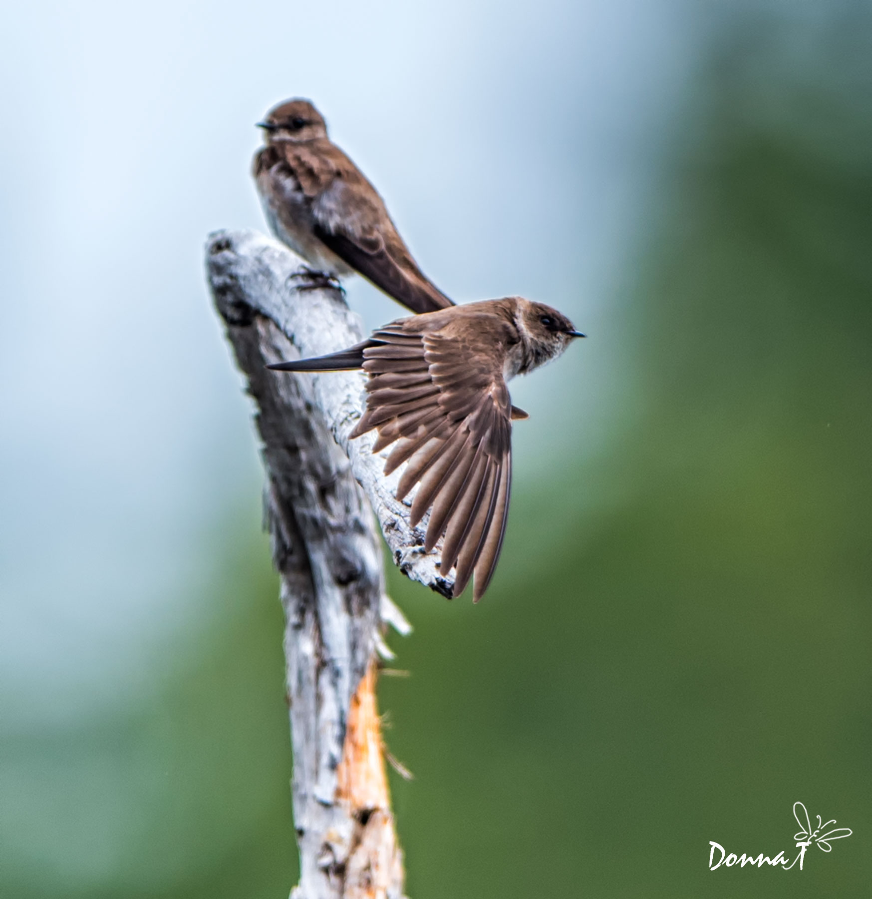 Swallow Flyby