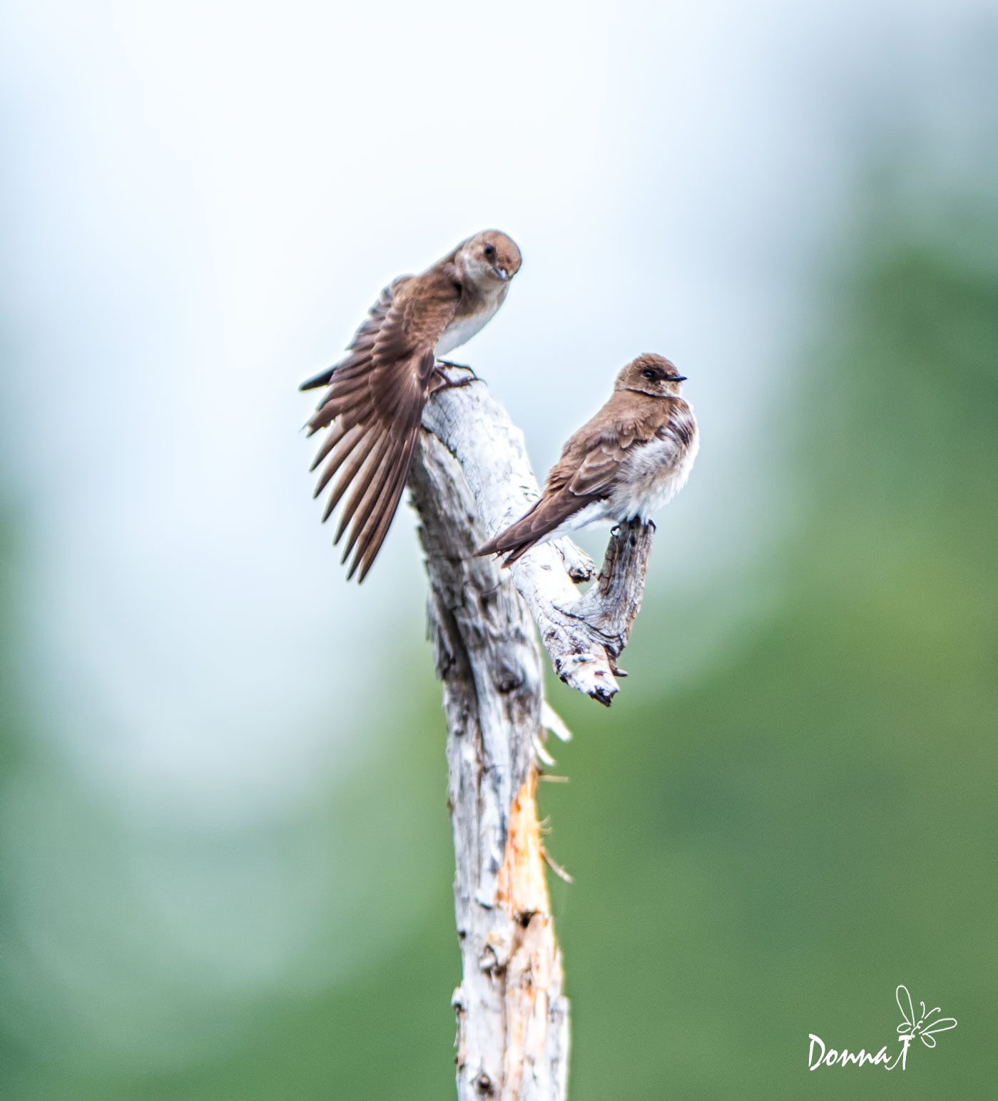 Northern Rough-winged Swallow Pair