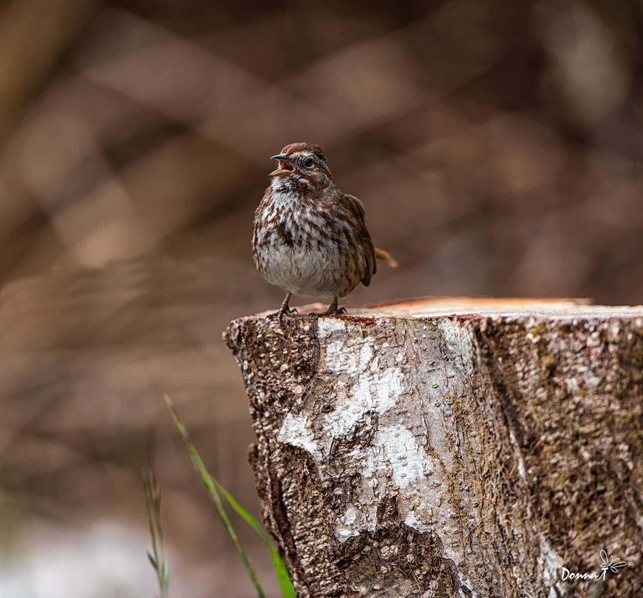 Sparrow Song