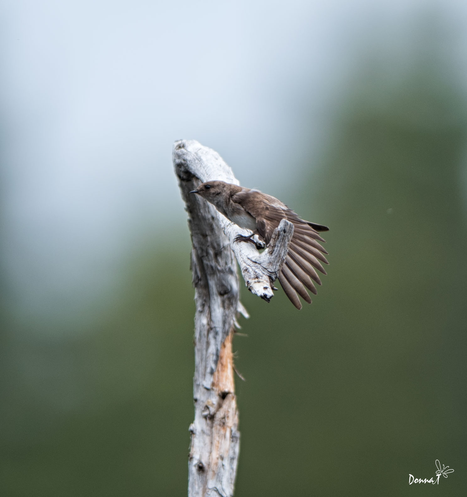 Swallow Stretch II