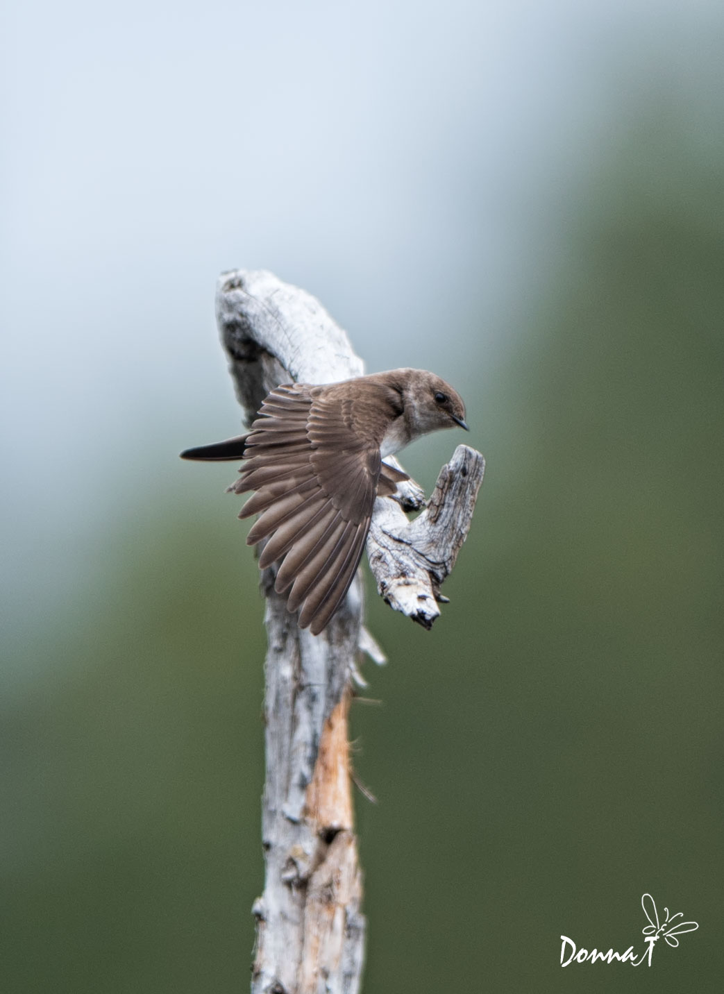 Swallow Stretch