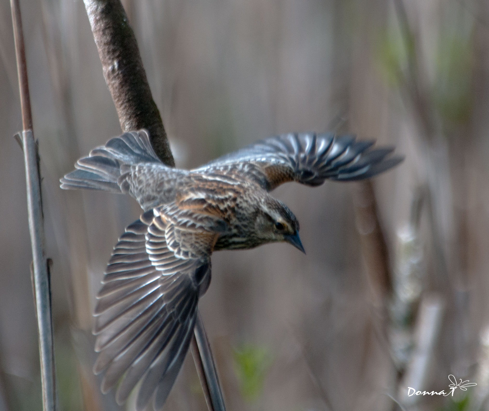 Flight of the Sparrow