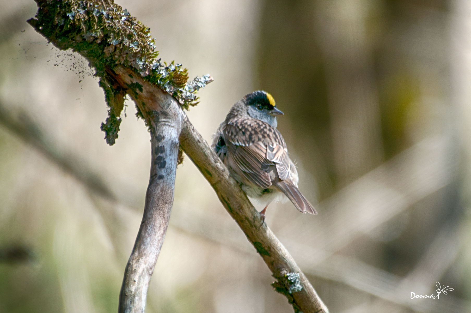 Yellow Rumped Warbler Look