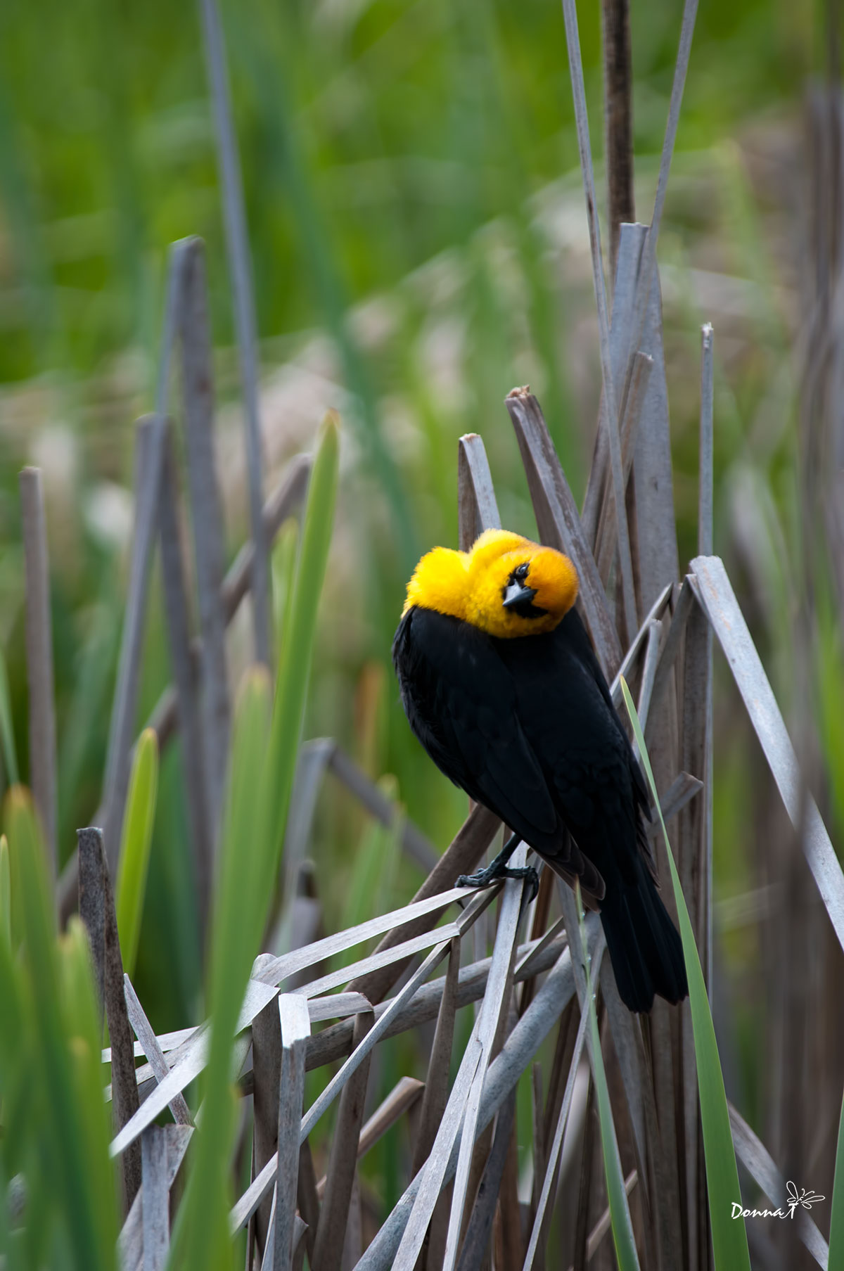 Yellow Headed Look