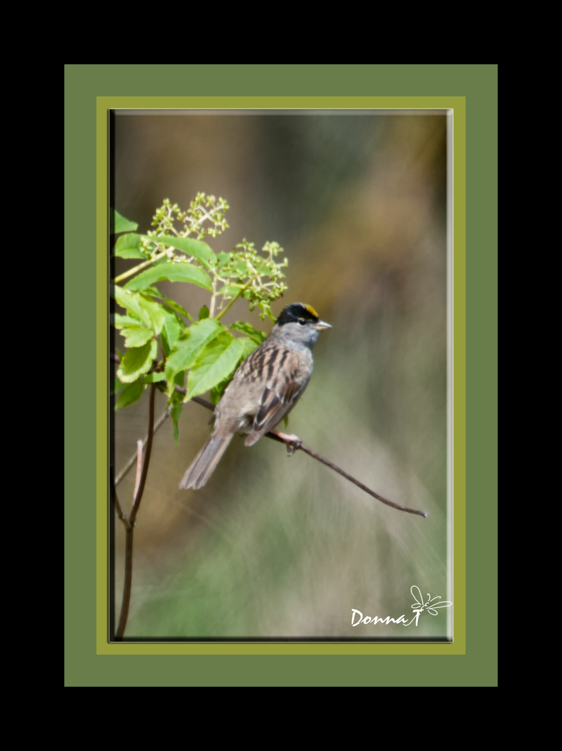 Yellow Crowned Sparrow III