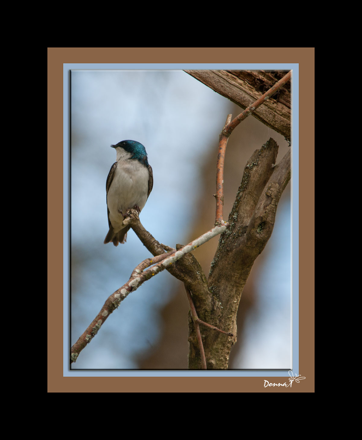 Tree Swallow