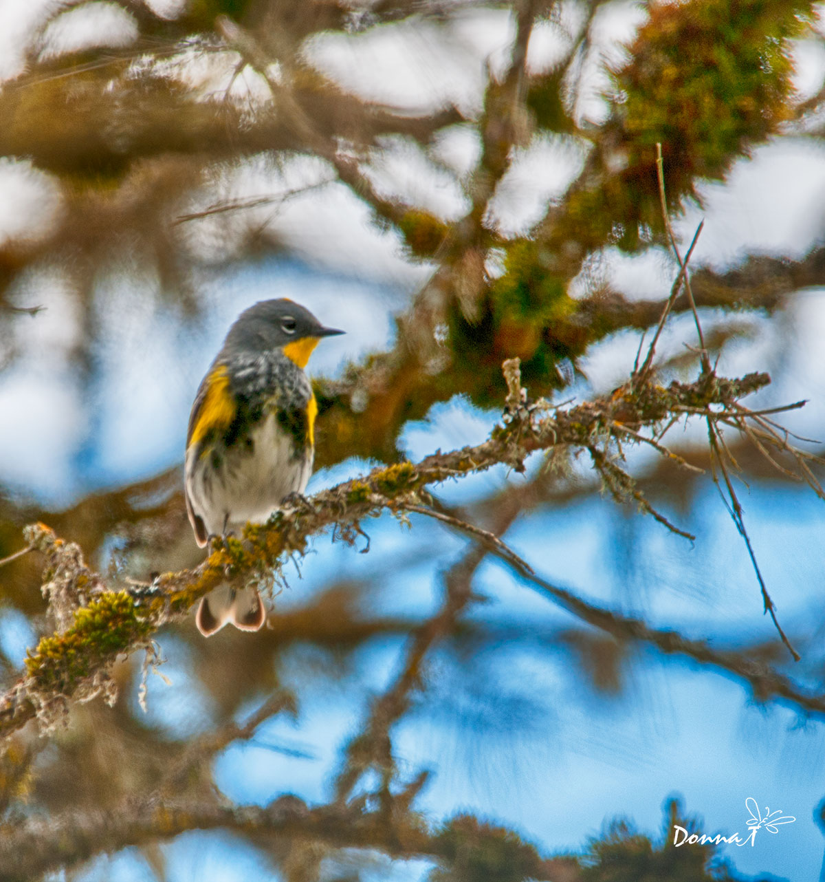 Yellow Rumped Warbler Post