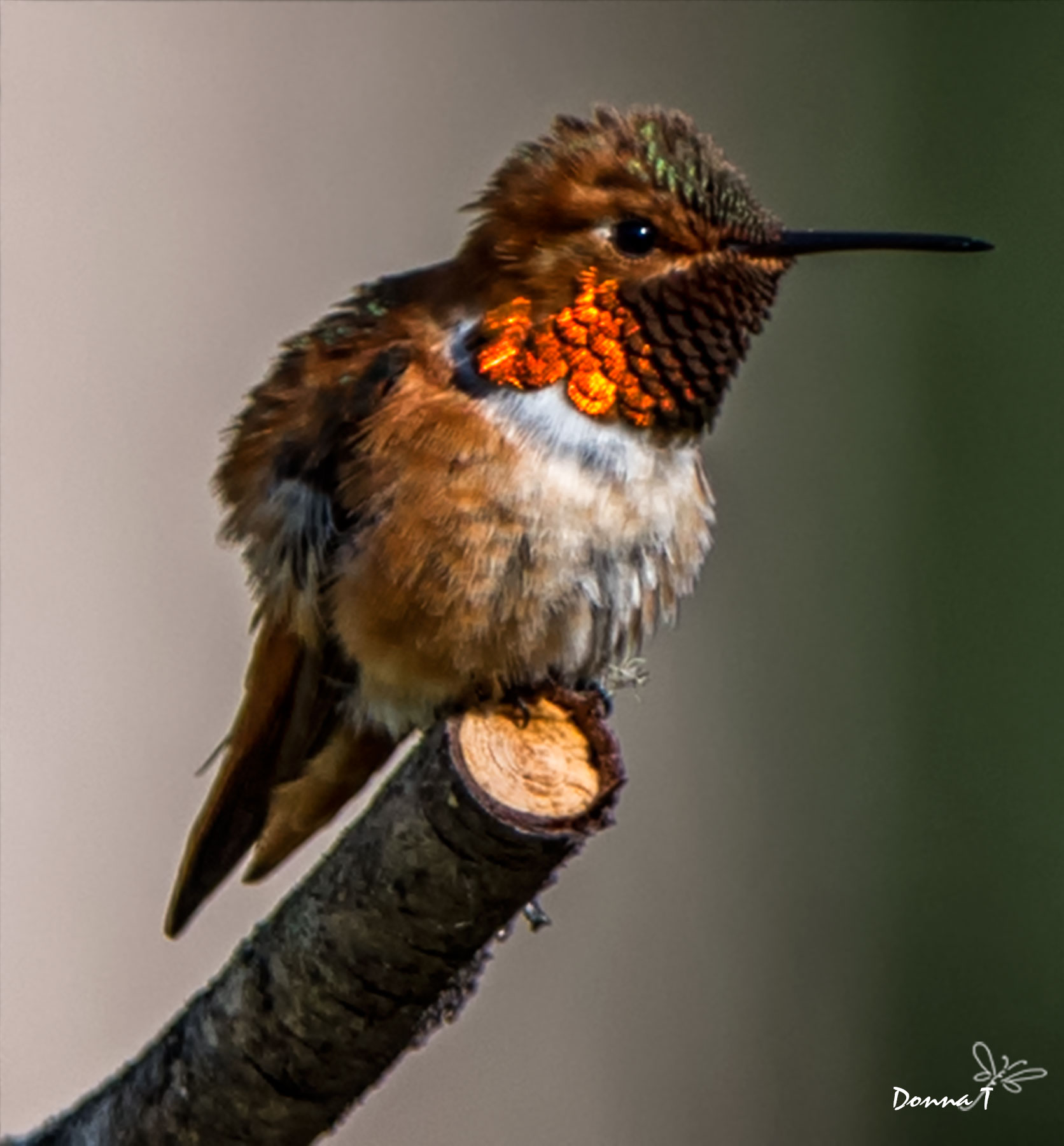 Ruffled Rufous