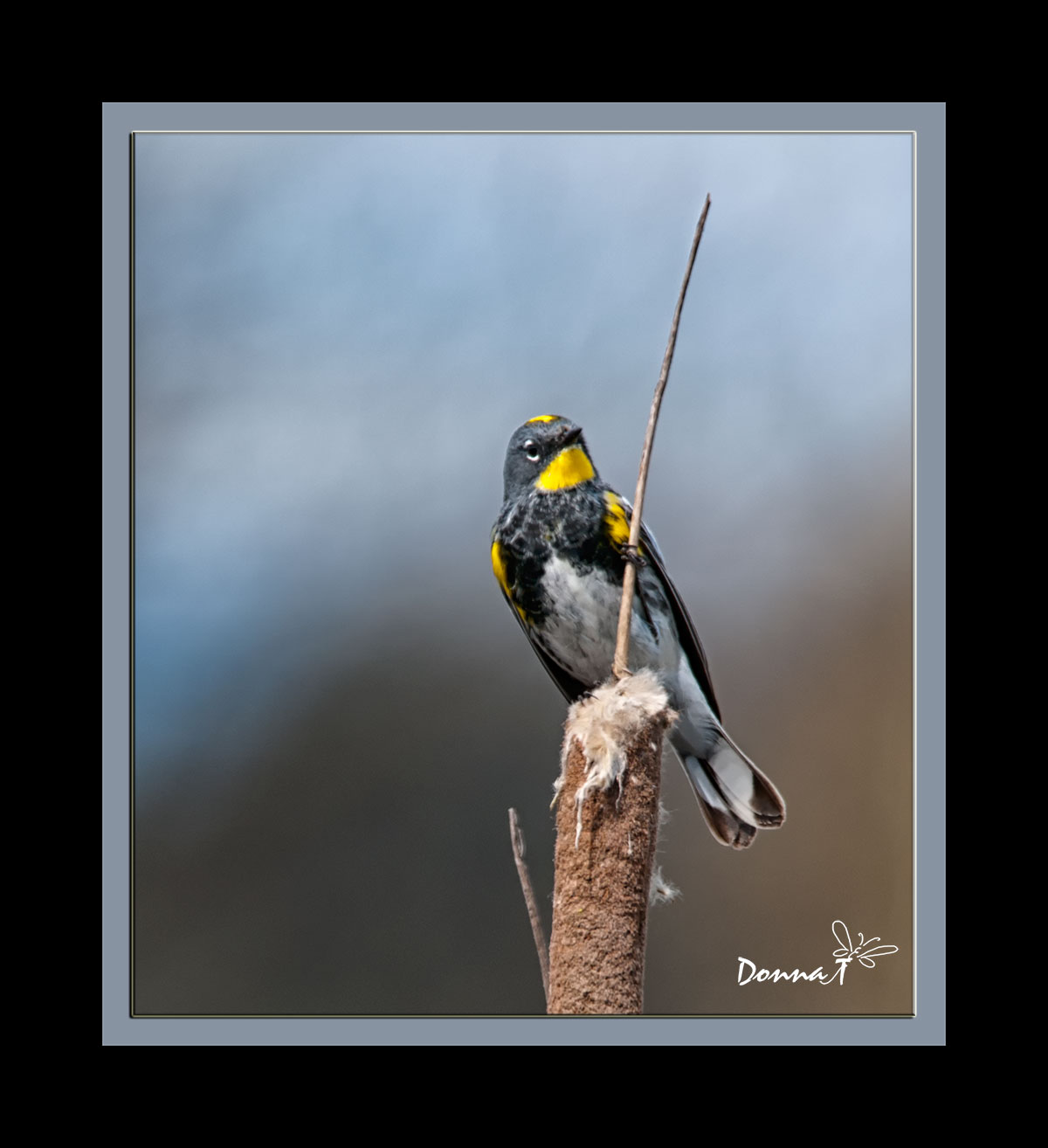 Yellow Rumped Warbler