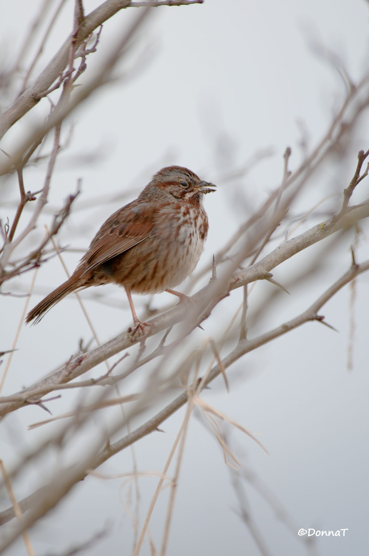 Sparrow's Spring Dreams