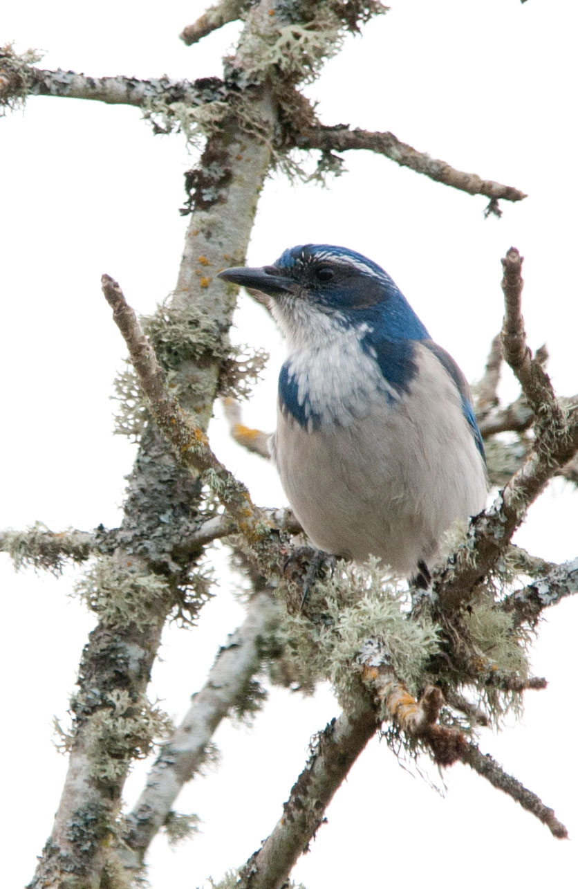 Wintery Perch