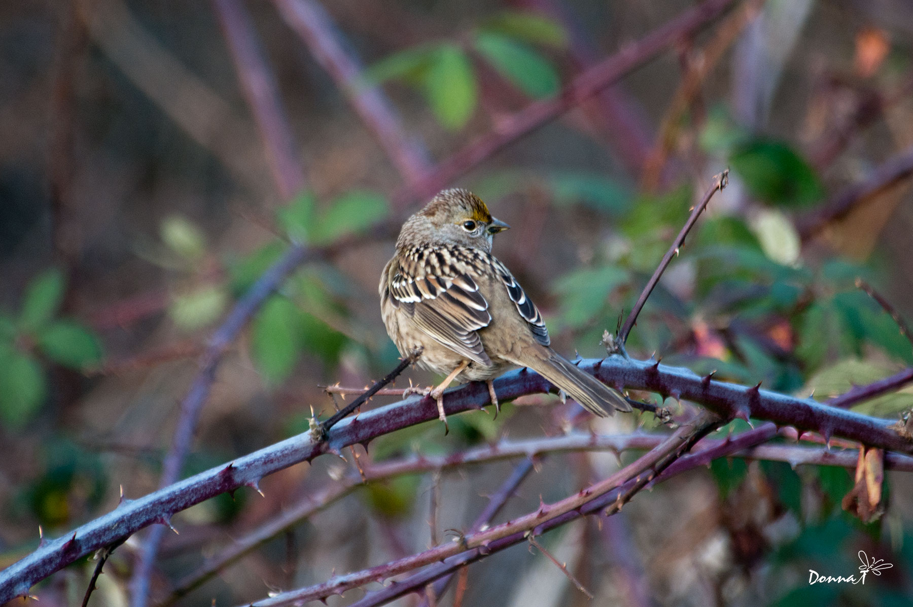 Golden Crowned Sparrow II