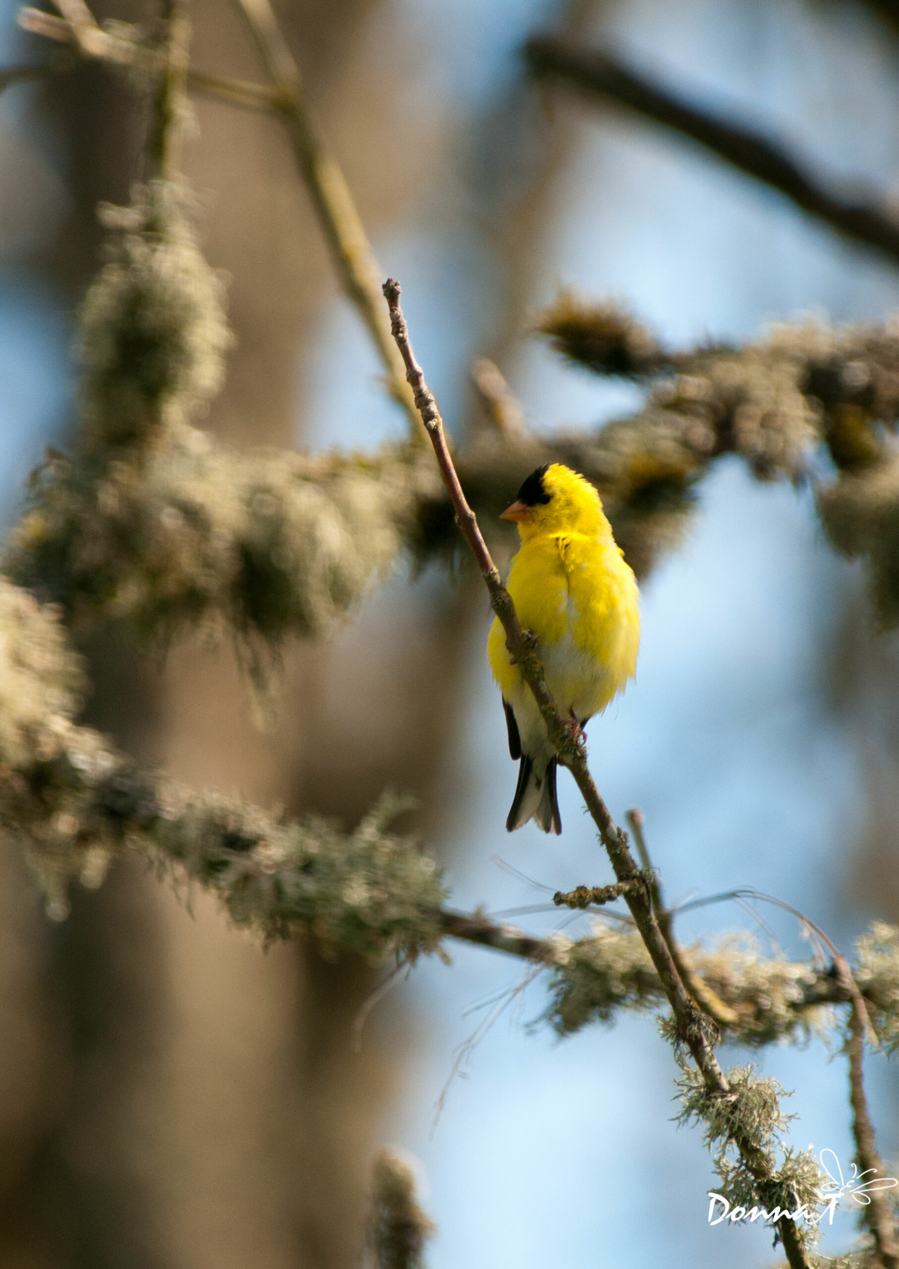 Yellow on Watch