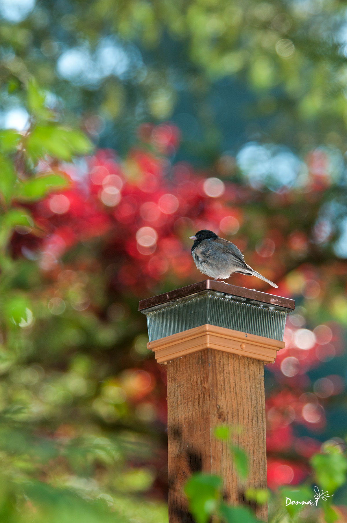 Junco Watchtower