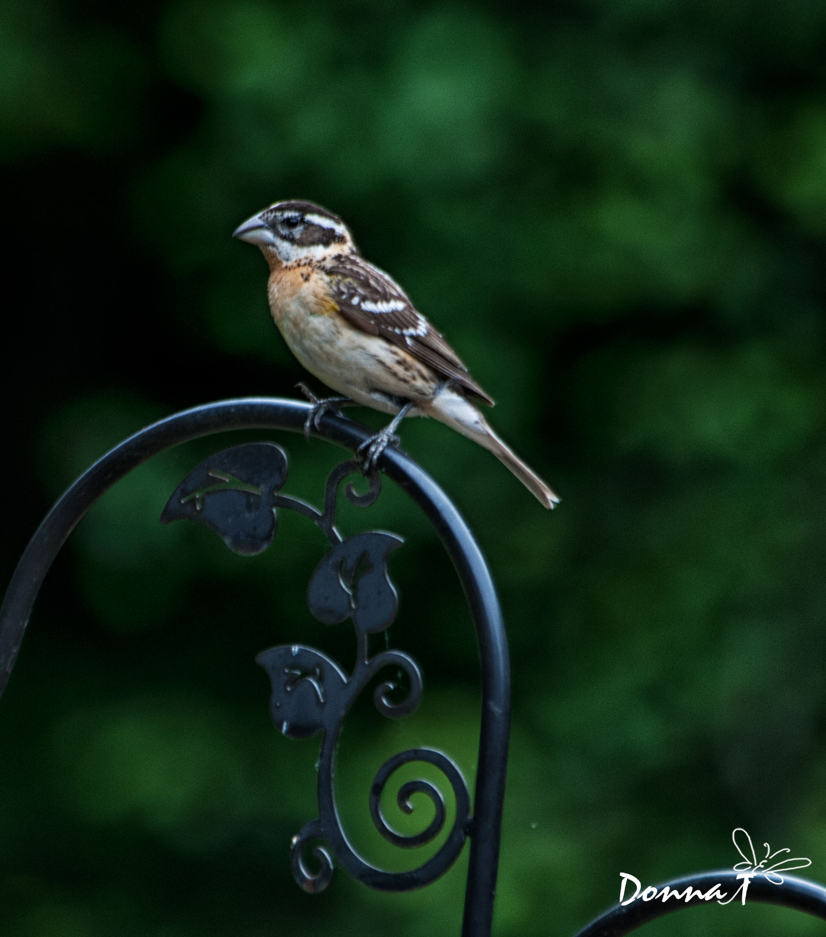 Lady Grosbeak