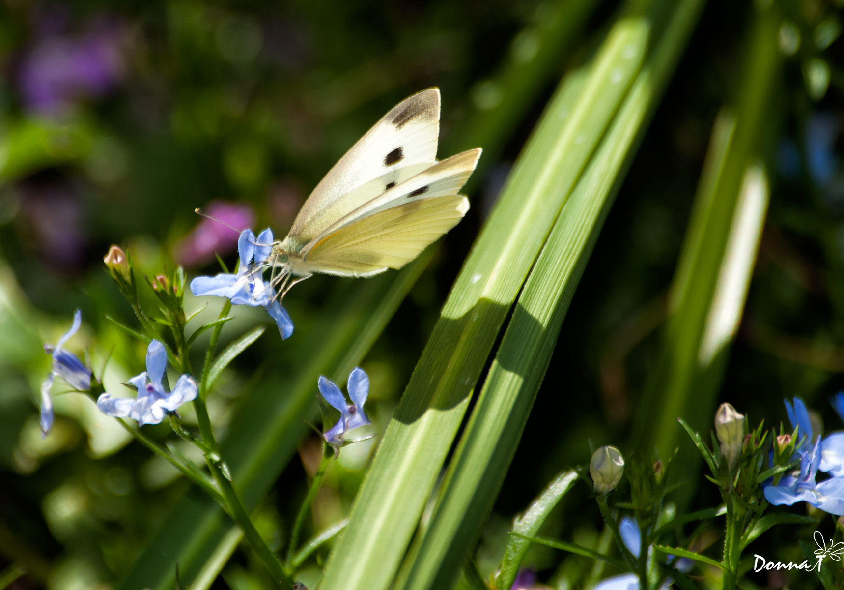 Butterfly Dreams