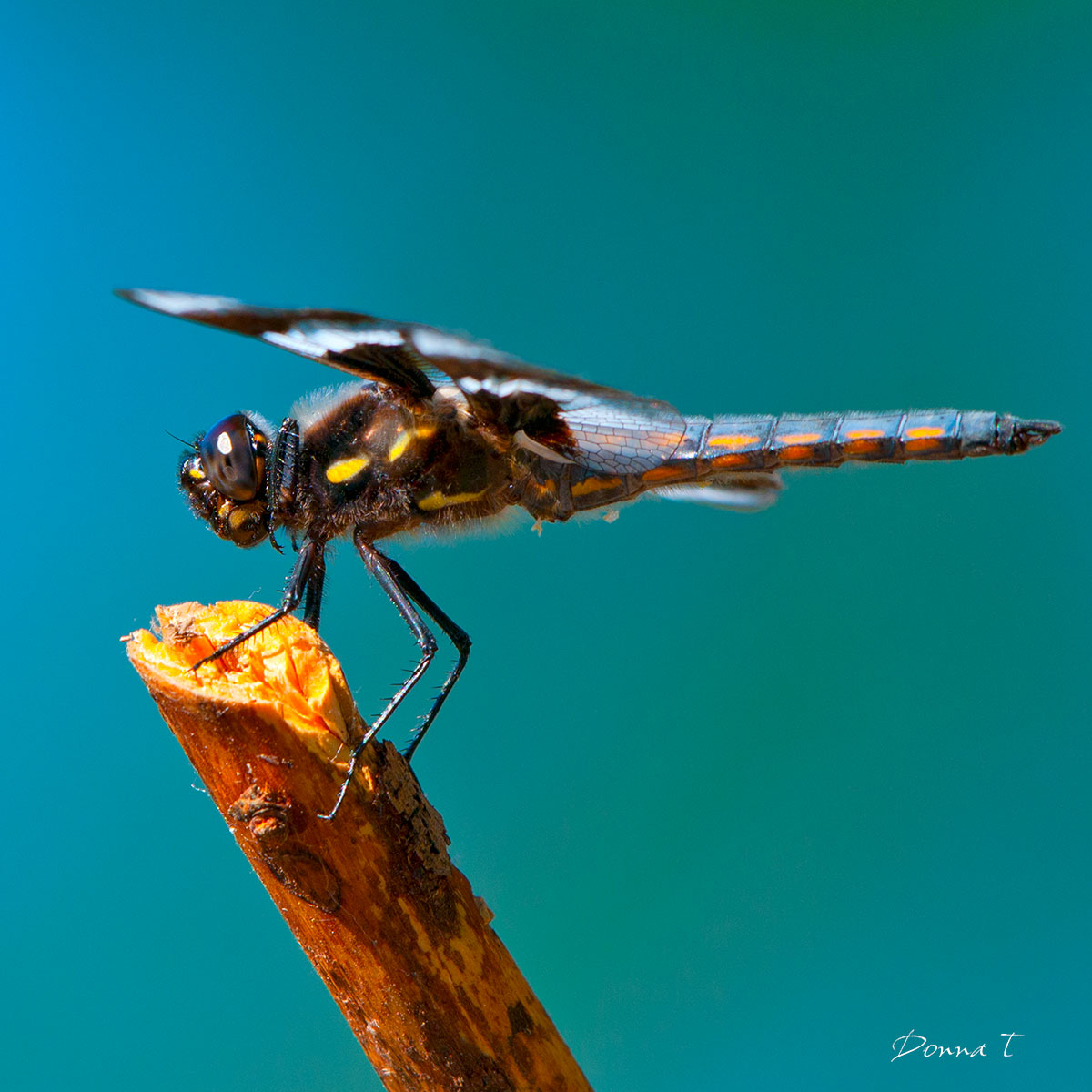 Ready for Flight