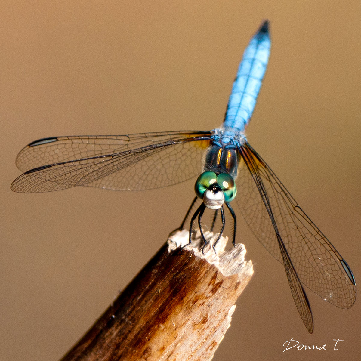 White Tail Dragonfly