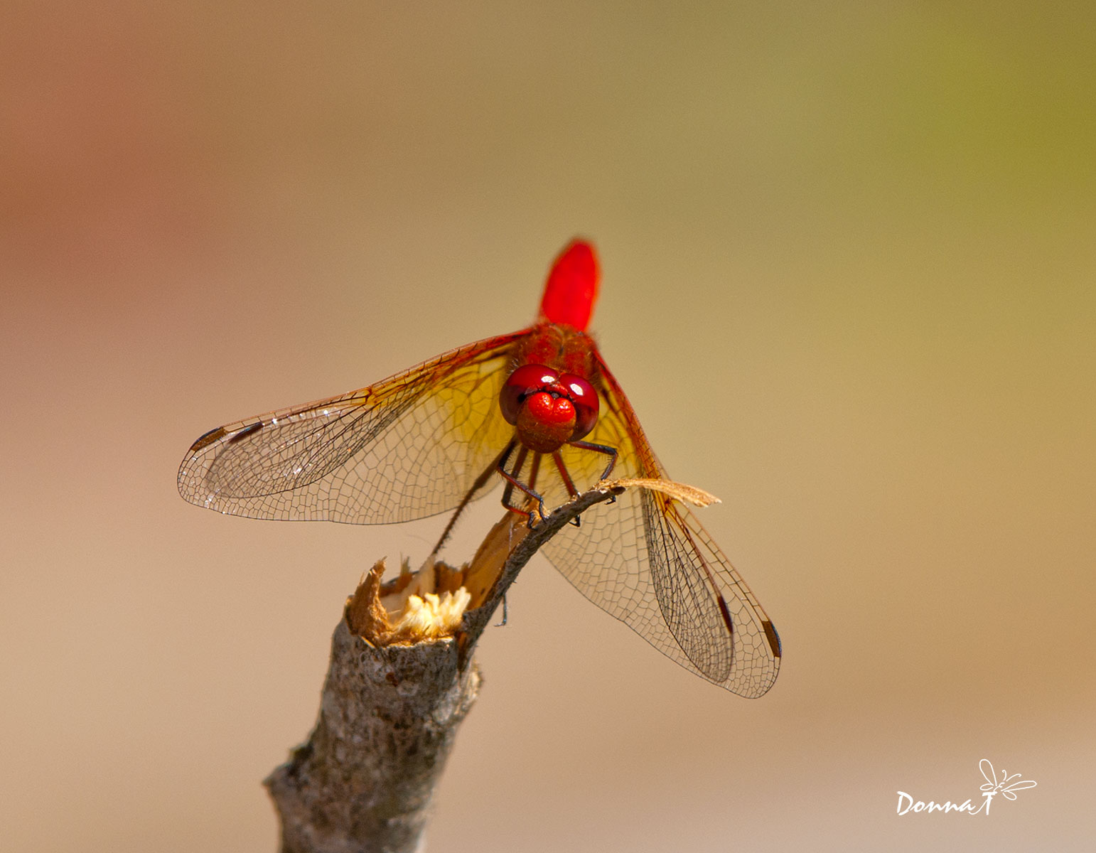 Red Stare