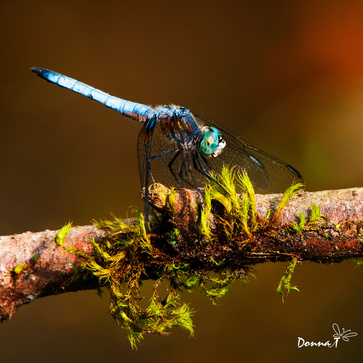 White Tail Moss