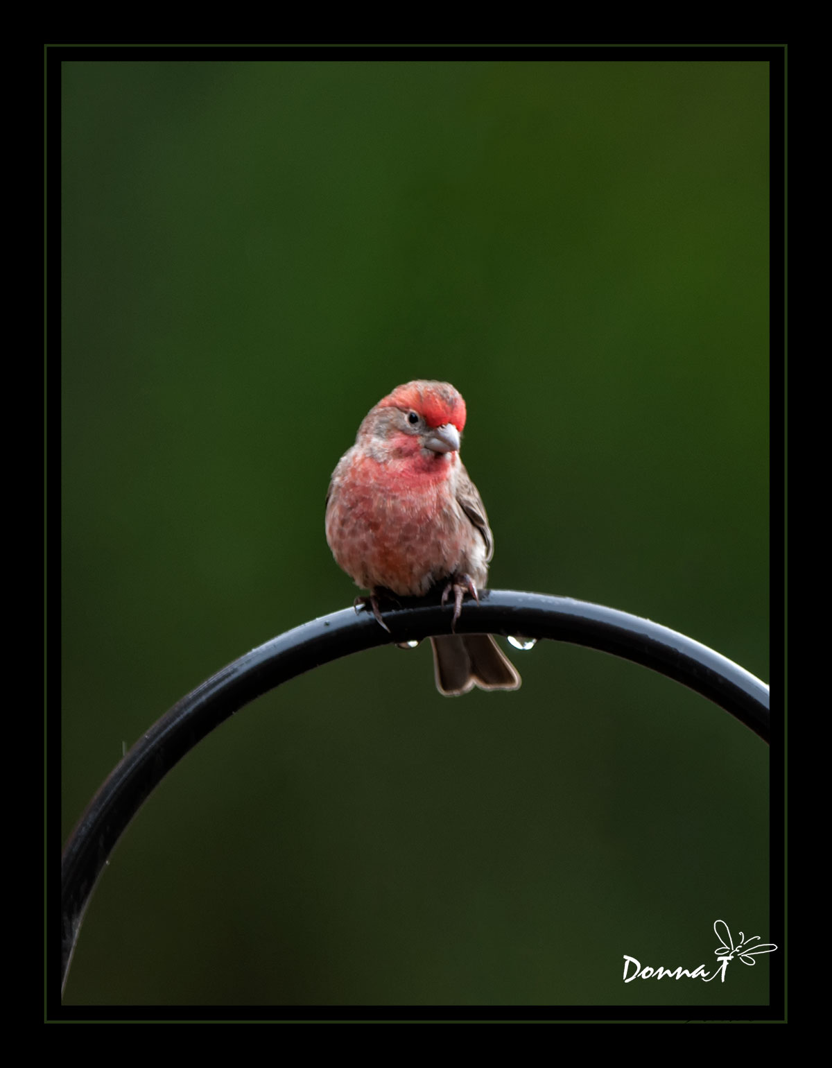 Rosy House Finch