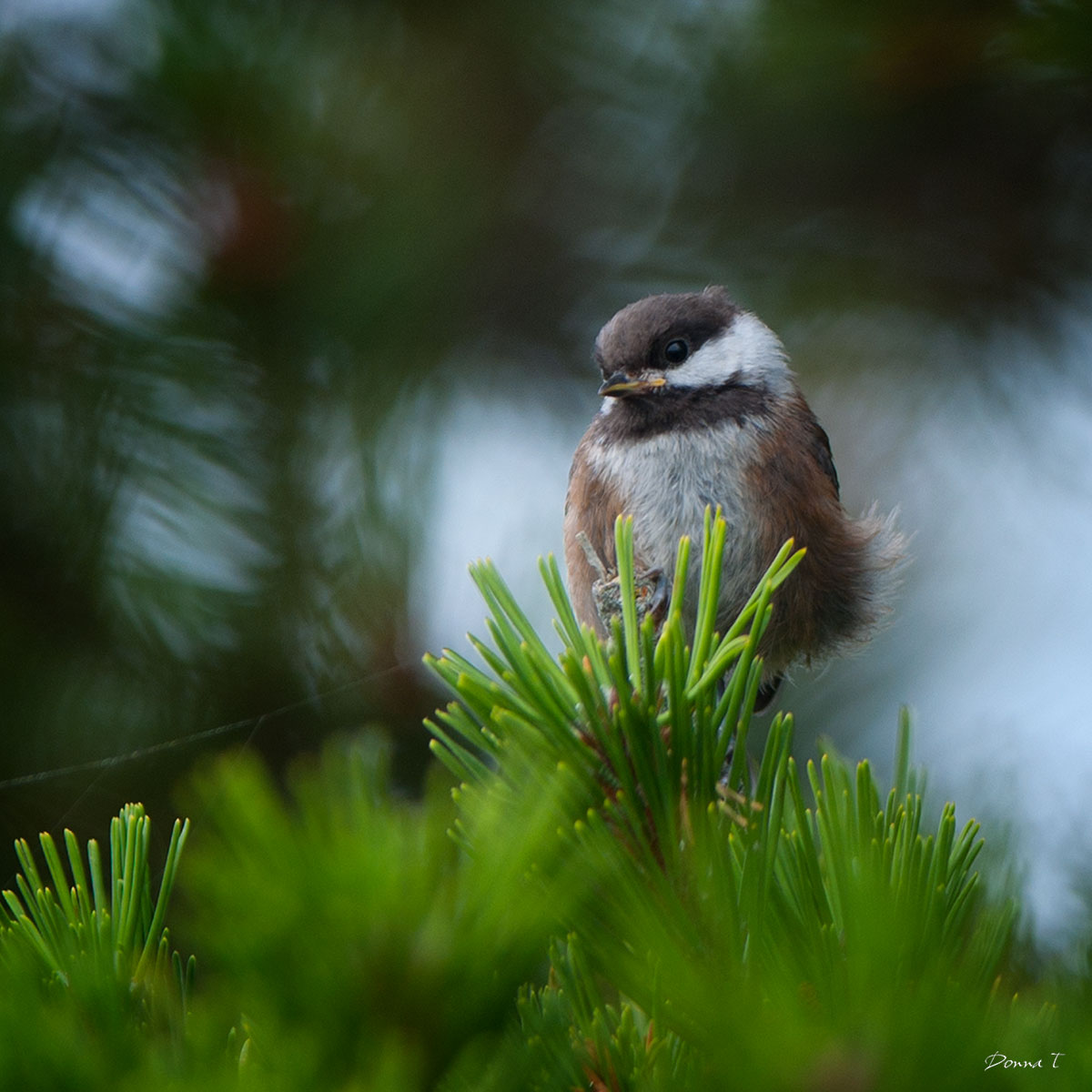 Fluffy Chickadee