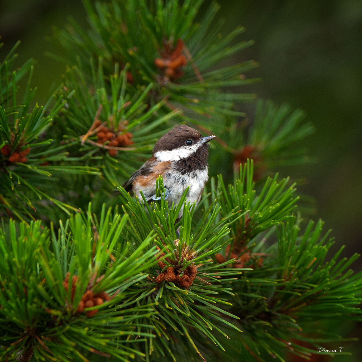 Nestled Chickadee