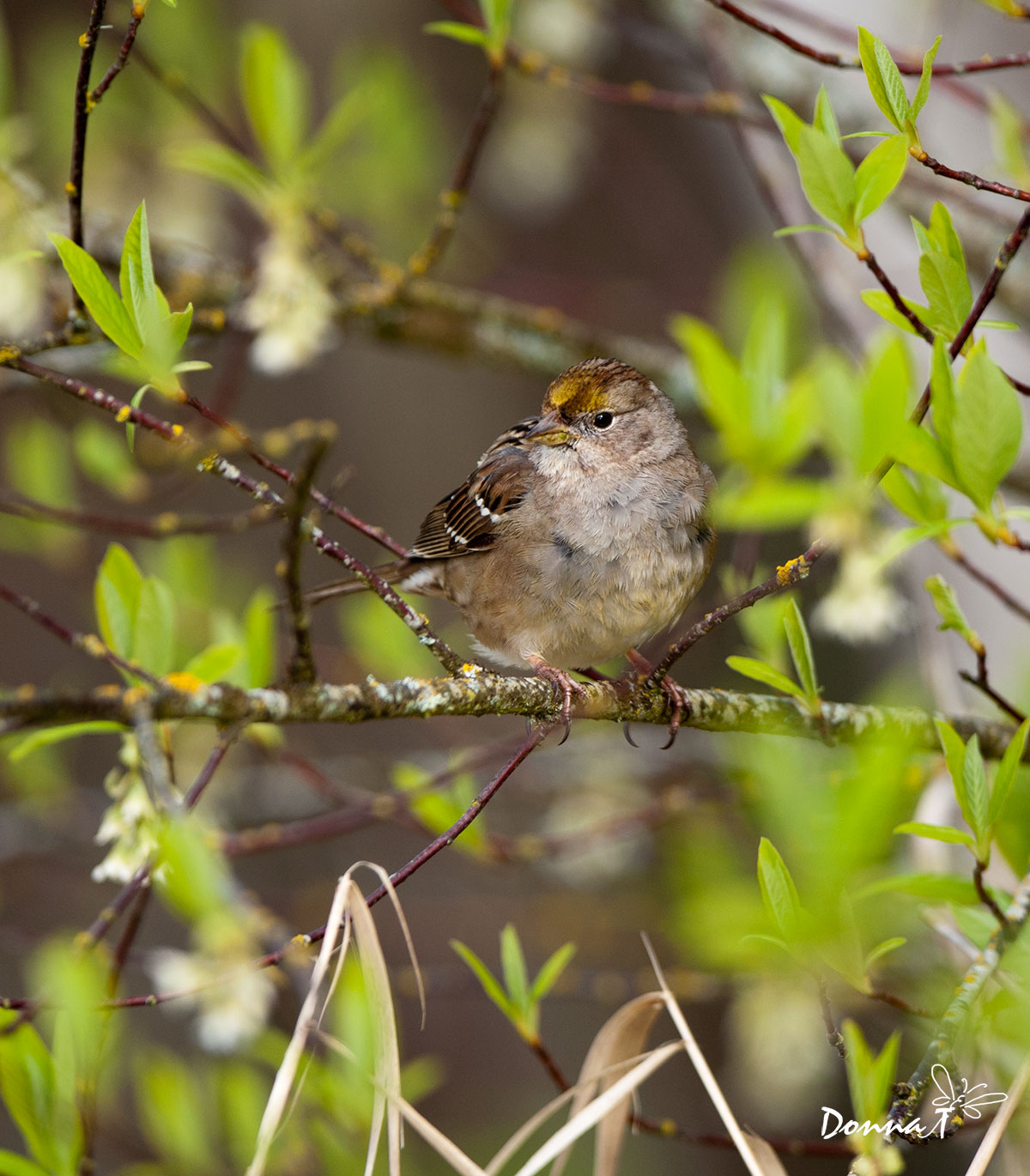 Golden Crowned Sparrow