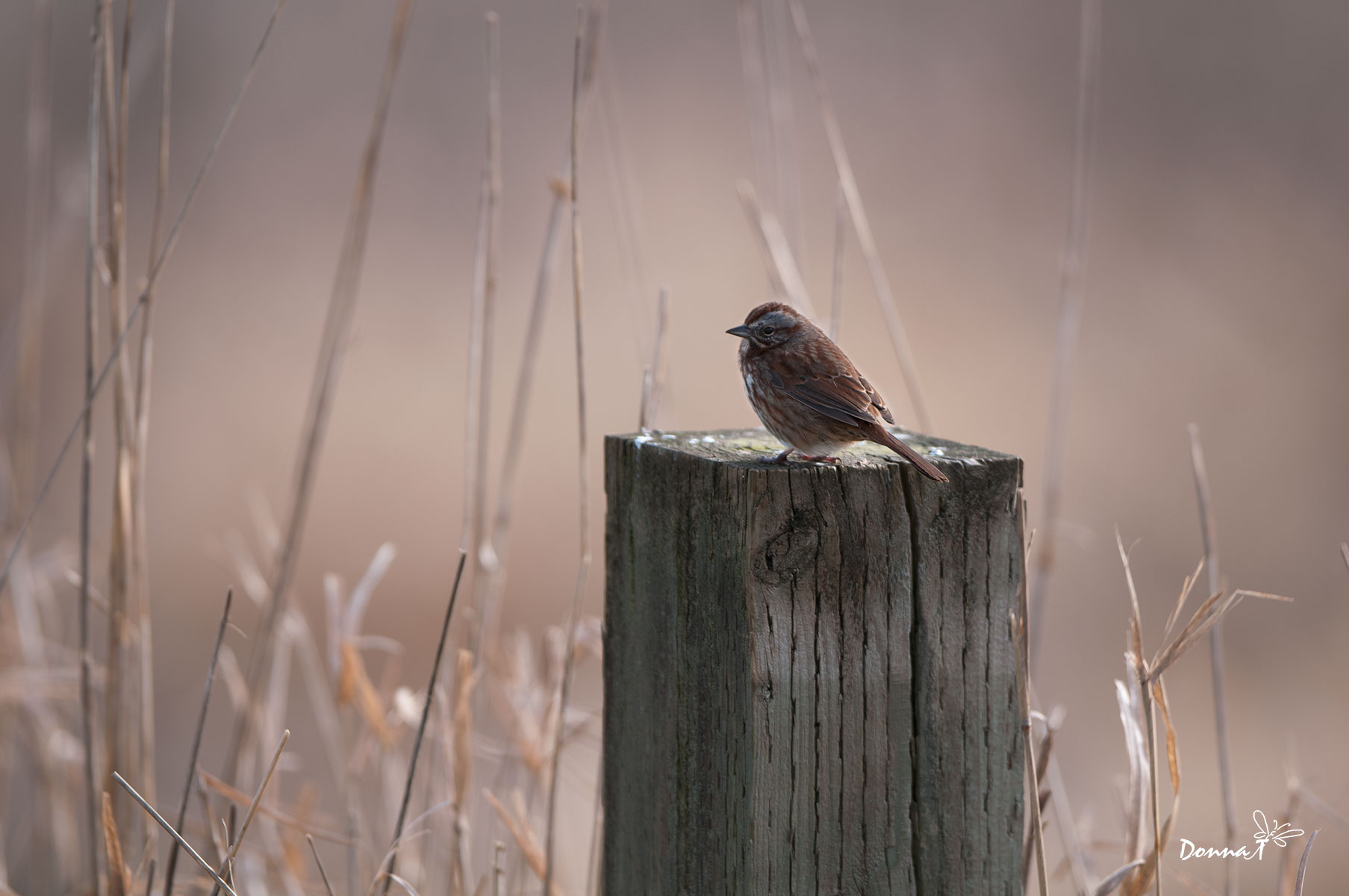 Chilled Red Fox Sparrow