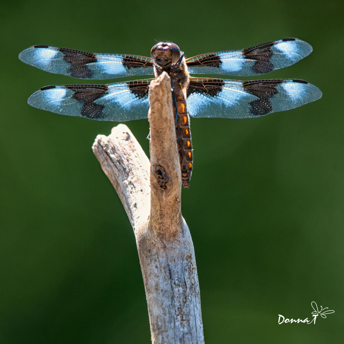 8 Spotted Dragonfly